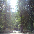 2011 08-Seattle Sunlight-Trees